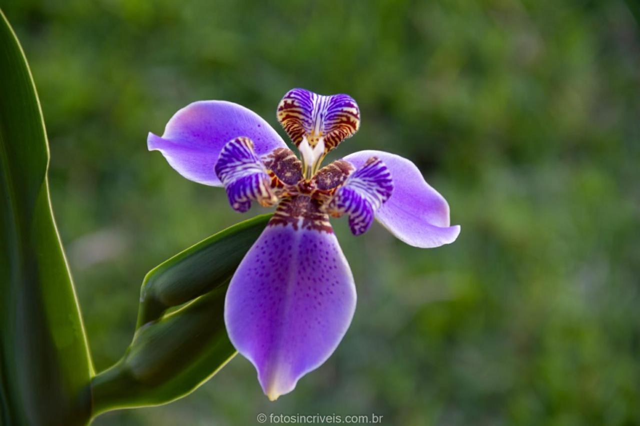 פאראטי Pousada Natureza Divina מראה חיצוני תמונה