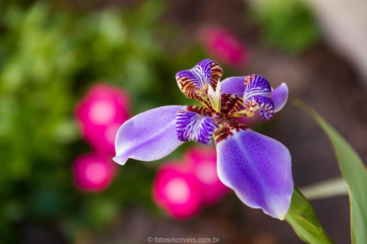 פאראטי Pousada Natureza Divina מראה חיצוני תמונה